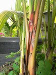 Cyrtostachys renda rouge variegata