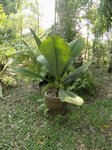 Johannesteijsmannia magnifica�