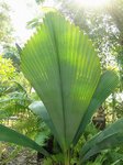 Johannesteijsmannia magnifica�