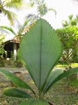 Johannesteijsmannia magnifica�