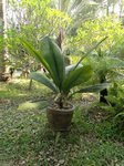 Johannesteijsmannia magnifica�