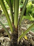 Johannesteijsmannia magnifica�