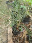 Phoenix dactylifera hybride