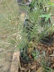 Phoenix dactylifera hybride