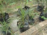 Phoenix dactylifera hybride