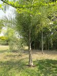 Syagrus litoralis 