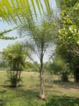 Syagrus litoralis 
