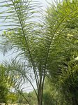 Syagrus litoralis 