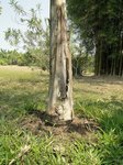 Syagrus litoralis 