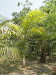 Roystonea oleracea var. venezuelana� 