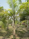 Roystonea oleracea var. venezuelana� 