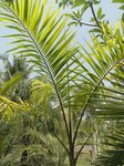 Roystonea oleracea var. venezuelana� 