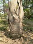 Roystonea oleracea var. venezuelana� 