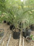 Phoenix canariensis�hybride