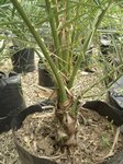 Phoenix canariensis�hybride