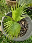 Pritchardia napaliensis�