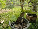 Pritchardia napaliensis�