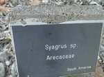 Syagrus sp.