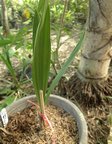Jubaea chilensis 'blue form'