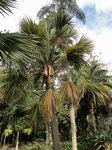 Sabal sp.
