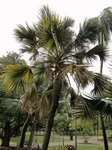 Sabal sp.