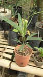 Ptychosperma sp. black fruit