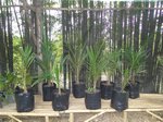 Elaeis guineensis var. idolatrica