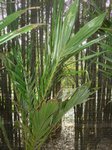 Elaeis guineensis var. idolatrica