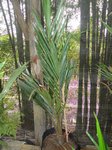 Elaeis guineensis var. idolatrica