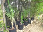 Elaeis guineensis var. idolatrica