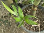 Areca laosensis