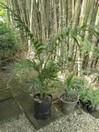 Areca triandra