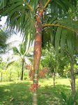 Areca vestiaria 'red leaf form'