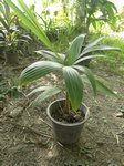 Areca vestiaria x A. guppyana