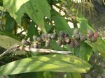 Arenga hastata ou borneensis