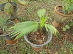 Pritchardia napaliensis�