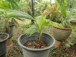 Pritchardia napaliensis�