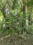 Rhapis multifida 