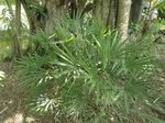 Rhapis multifida 