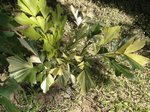 Caryota mitis variegata