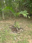 Dypsis lanceolata 