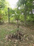 Dypsis lanceolata 