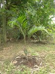 Dypsis lanceolata 