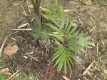 Dypsis lanceolata 