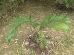 Dypsis lanceolata 