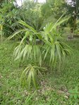 Chelyocarpus chuco 