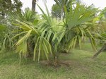 Sabal minor var. riverside 