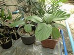 Iguanura palmuncula palmes enti�res