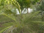 Syagrus coronata 
