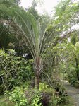 Dypsis decaryi 